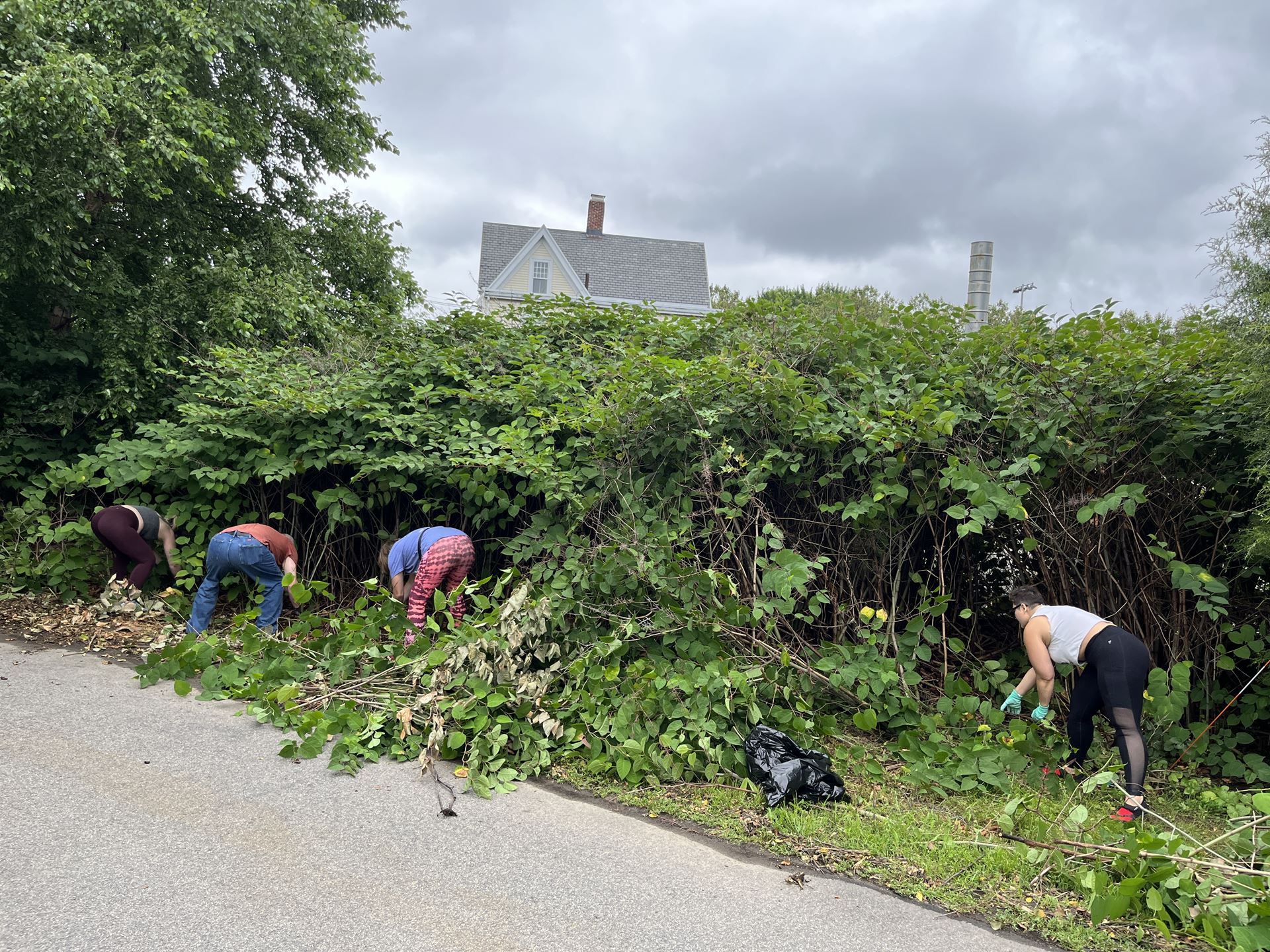 Volunteers removing Japanese knotweed